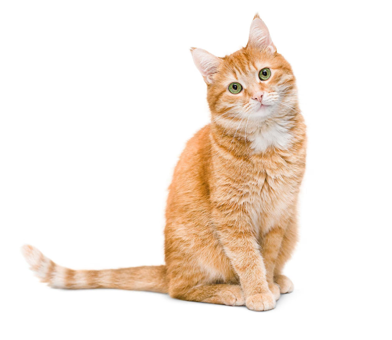 Katt
